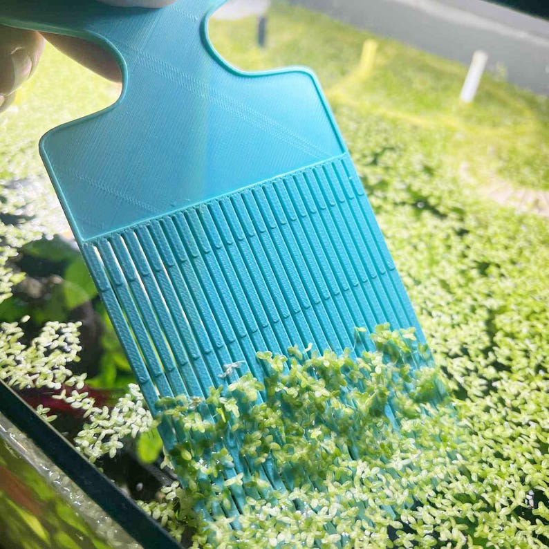May include: A light blue aquarium cleaning tool with a slotted head is used to scoop up small green plants from the water. The tool is held over the aquarium, which is filled with the same small green plants.