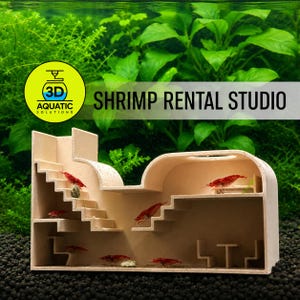 Aquarium Shrimp Rental Studio. Large Shrimp Studio For Rent. All-Inclusive Facility. Luxury & Cozy Shrimp Studio. Fast Shipping From Canada.