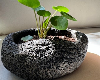 Pilea Peperomia, Chinese money plant, Pancake plant, UFO plant