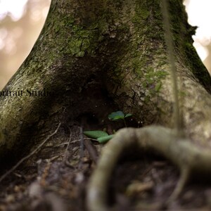Może przedstawiać: Zbliżenie pnia drzewa z teksturowaną korą i zielonym mchem. Korzenie są widoczne u podstawy, a mała roślina rośnie w pobliżu pnia. Widoczny jest tekst "Miner Portrait Studio".