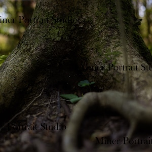 Może przedstawiać: Zbliżenie pnia drzewa i jego odsłoniętych korzeni w leśnym otoczeniu. Kora jest teksturowana i pokryta mchem. Widoczne jest leśne podłoże z małymi roślinami i liśćmi. Na obrazie znajduje się tekst "Miner Portrait Studio".