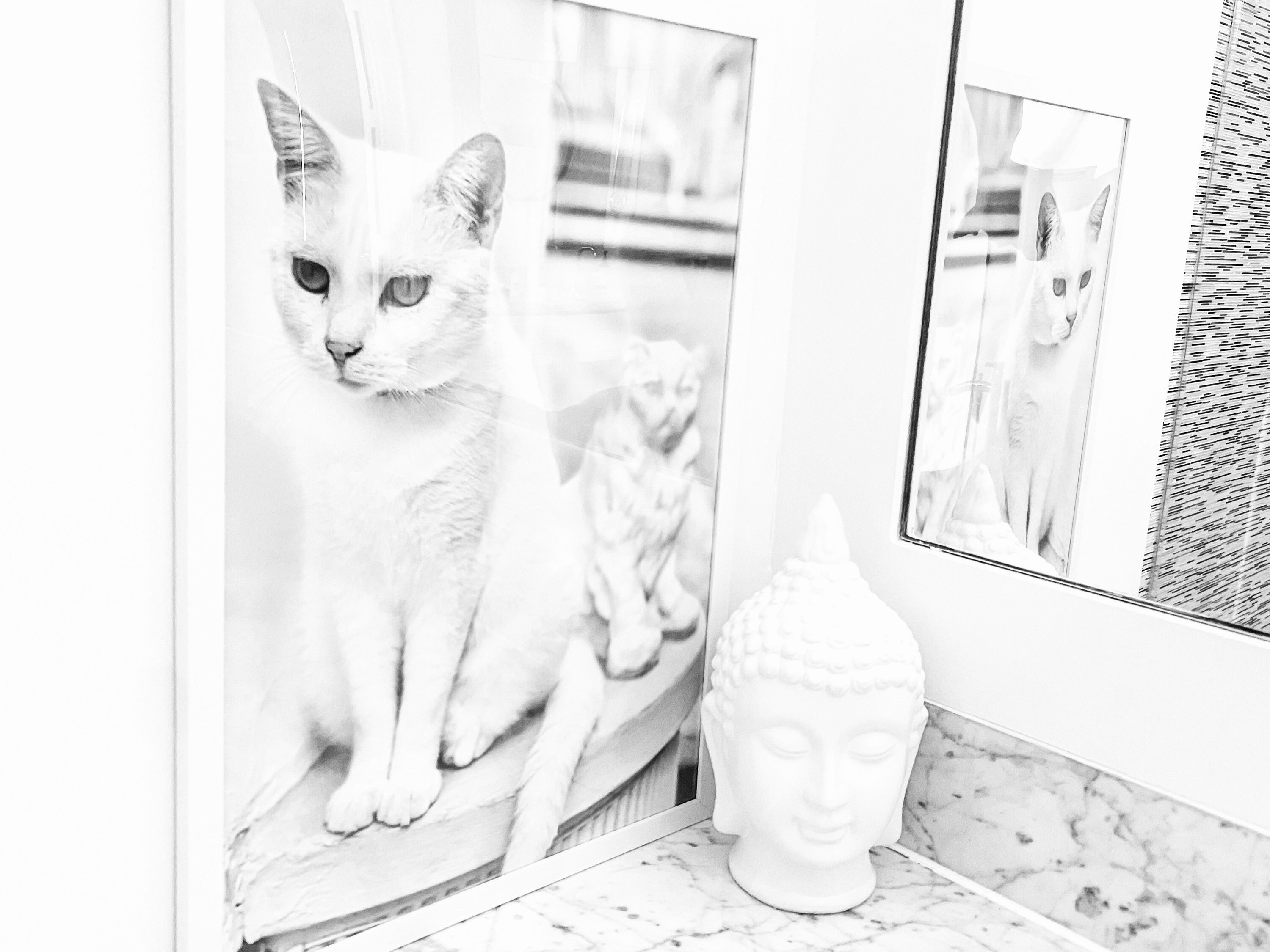 Cat Pfp Aesthetic Photographic Prints for Sale