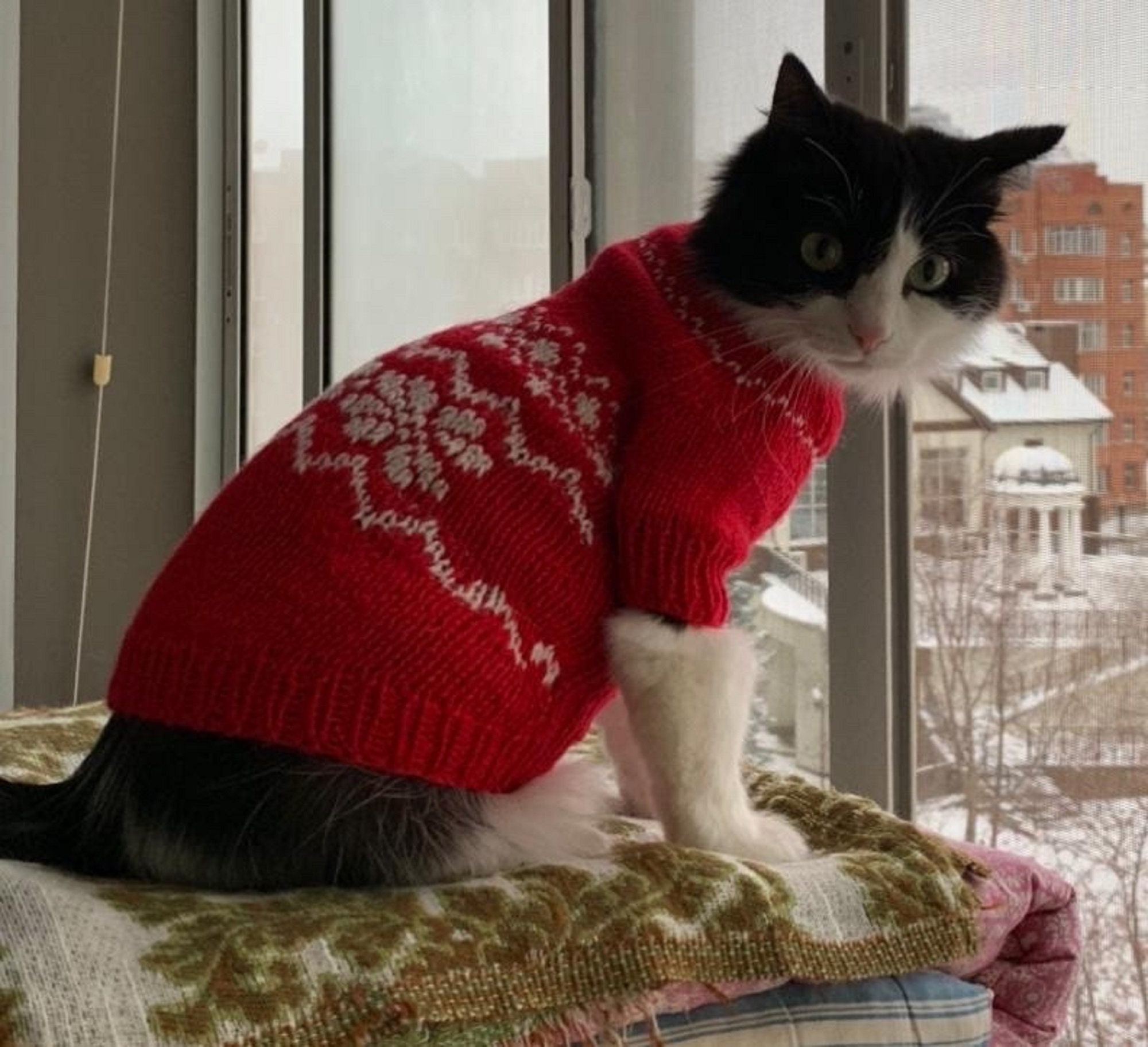 Кот в кофте. Свитер для котов. Вязаная одежда для кошек. Кот в свитере. Кофточки для кошек.