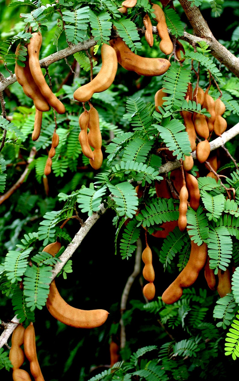 LIVE & THRIVING Organic Tamarindus indica Tamarind Trees Etsy