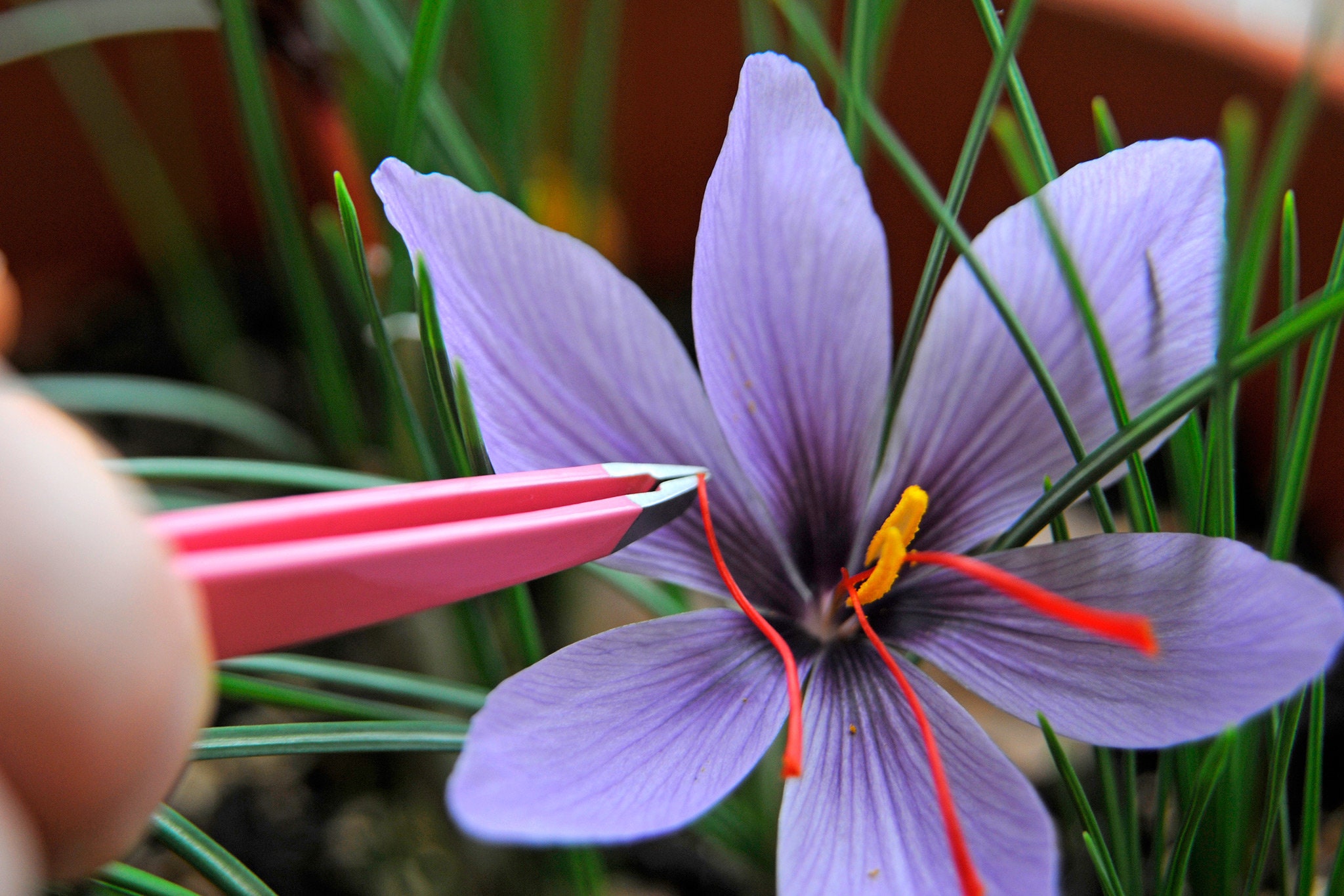Organic Crocus Sativas SAFFRON Flower Bulbs seeds Super Etsy