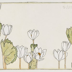 Puede incluir: Una ilustración de acuarela de flores blancas con hojas verdes. Las flores están dispuestas en una fila y las hojas están detrás de ellas. El texto "Blood Root" está escrito en la esquina inferior derecha de la imagen.