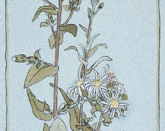 Aster on Green Ground (1915) door Hannah Borger Overbeck, beroemde schilder, kunst aan de muur, vintage aquarel schilderij, digitale download afdrukbaar