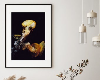 Jellyfish Photography Print, Fine Art Kodak Film Photography, Japan Jellyfish Photograph