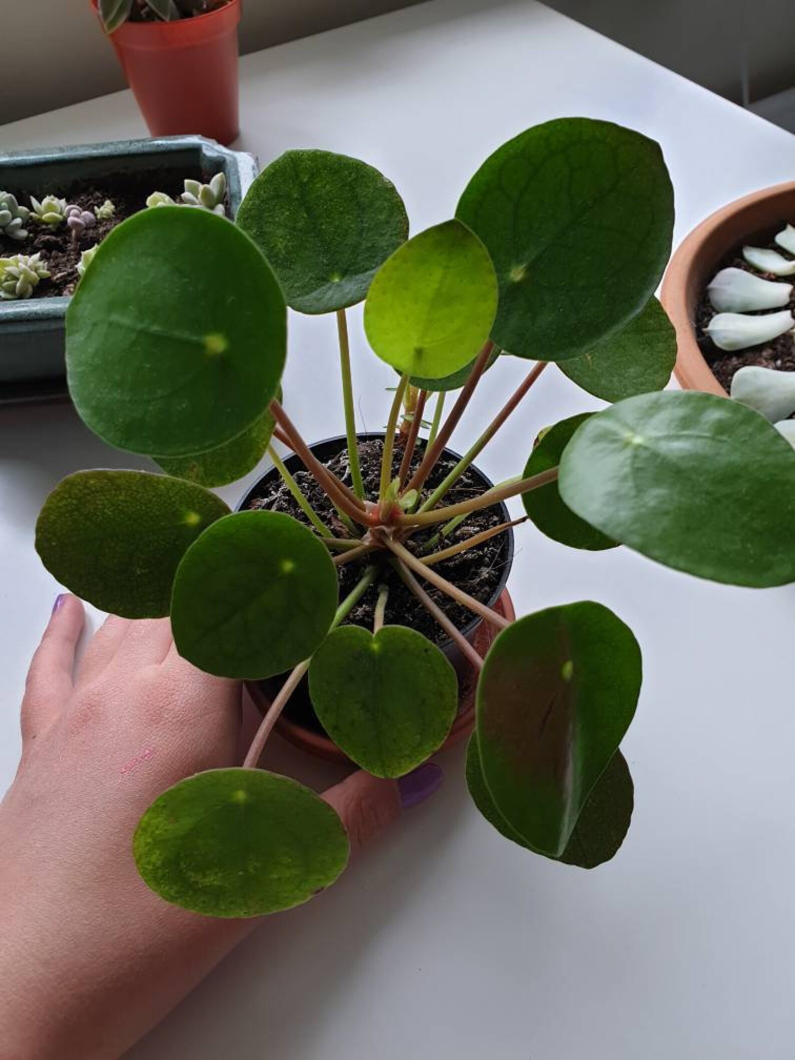 RARE houseplant Chinese money plant Pilea peperomioides