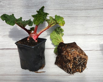 Canadian Red Rhubarb Bare Root | Organic | Live Crown Root | Rare Canada Red Rhubarb | Perennial | Vigorous Growth | Beautiful Border