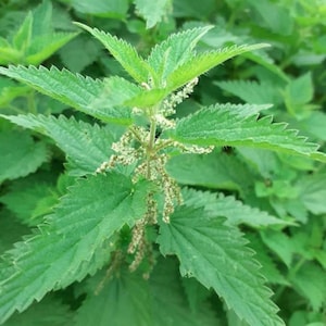 May include: Close-up of a patch of green stinging nettle plants. The leaves are a vibrant green with serrated edges. Small, white flower clusters are visible. The image is taken outdoors, with a blurred background of more plants.