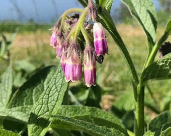 Organic - 3 Pack - Russian Comfrey Crown  Bocking 14