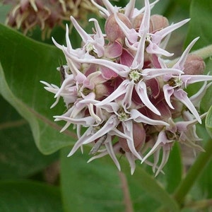 Asclepias Speciosa | Showy Milkweed - Organic | Beautiful Showy Perennial | Butterfly | 1 year old Live Bare Root - Dormant - 1 or 2 Plants