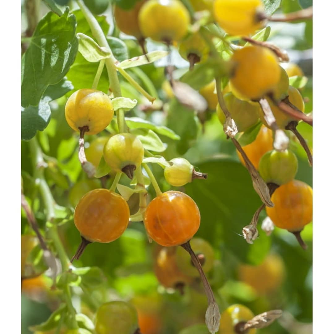 Golden Currant Red Currant Organic 2 Year Old Dormant Beautiful