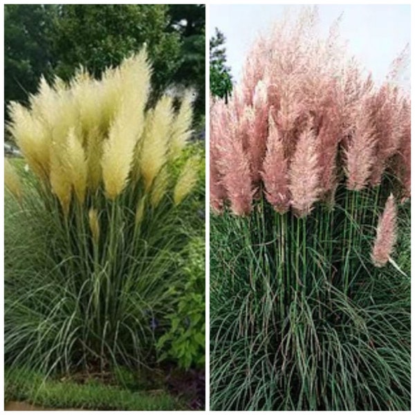 Pampas Grass Plant Etsy