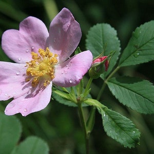 Woods Rose Organic Plant Dormant | Rosa Woodsii