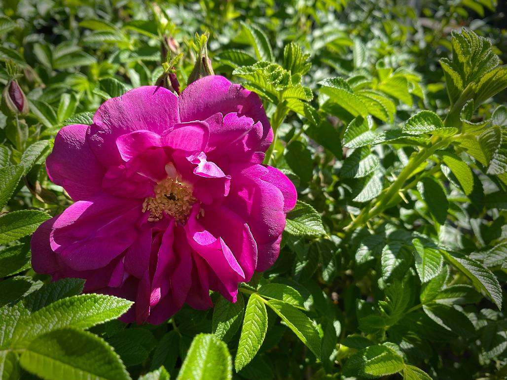 Woods Rose Organic Plant | Rosa Woodsii | Rogusa Rose | Dormant - Etsy, image size:1028x771