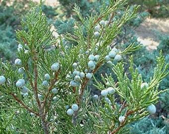 Juniper Rocky Mountain Organic Live Plant