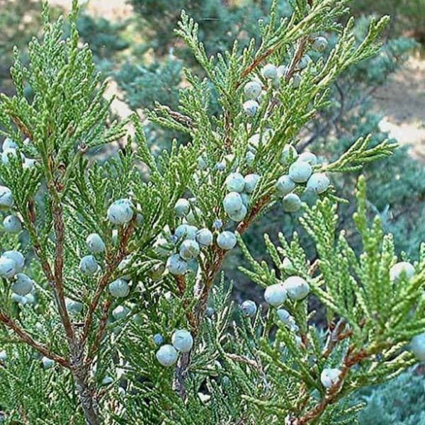 Juniper Rocky Mountain Organic Live Plant