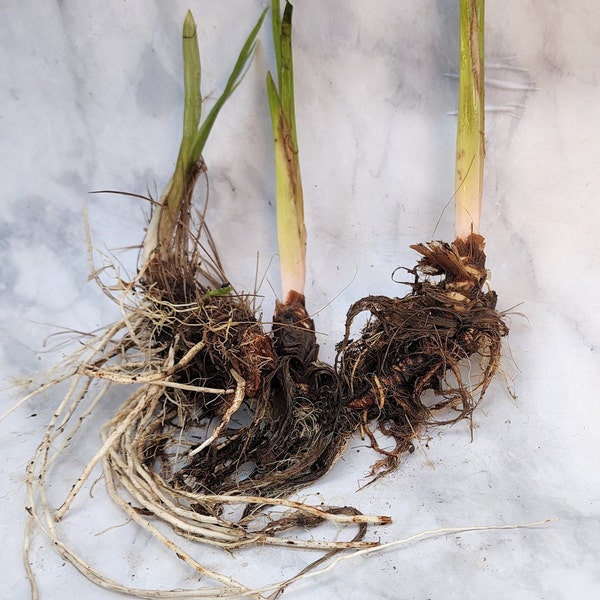 Cattails 3, 6, or 10 Pack Live Plant Roots Organic Cat tails | Catkins | Pond Grass