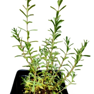 Organic English Hidcote Lavender Dormant Live Plant 4" Root | 1 Year Old Plant | English Lavender | 1, 2, 4 Plants