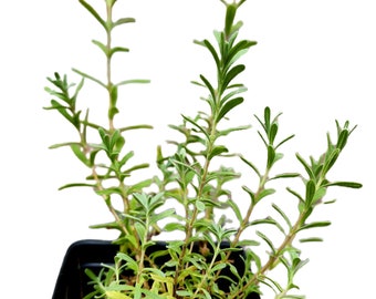 Organic English Hidcote Lavender Dormant Live Plant 4" Root | 1 Year Old Plant | English Lavender | 1, 2, 4 Plants