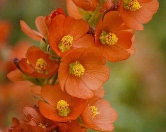 Apricot Desert Globe Mallow - Organic | Beautiful Showy Perennial | 1 year old Live Bare Root - Dormant - 1 or 2 Plants