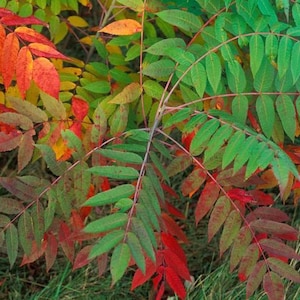 Smooth Sumac | Rhus Glabra | Organic Live Plant | Autumn Fall Beauty | Natural Winter Bird Feeder | Well Rooted 2 Year Old Plant | Dormant