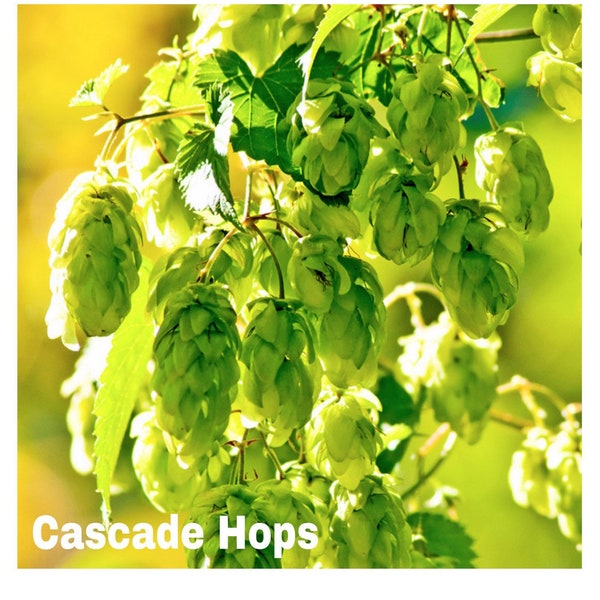 Live Cascade Hops Plant - Organic 1 yr old