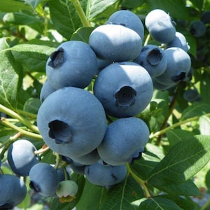 Draper Blueberry - Organic 2 Yr old Plant Dormant