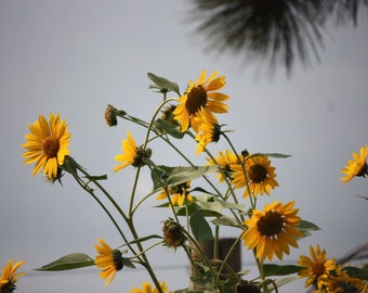 20 Organic Wild Sunflower Seeds - Helianthus Annus | Prolific | Beautiful | Yellow Sunflower Seeds