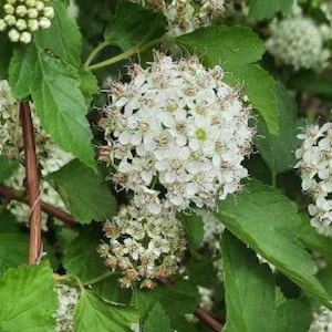 May include: A close-up of a bush with white flowers. The flowers are in clusters and have a delicate, feathery appearance. The leaves are green and have a slightly serrated edge.