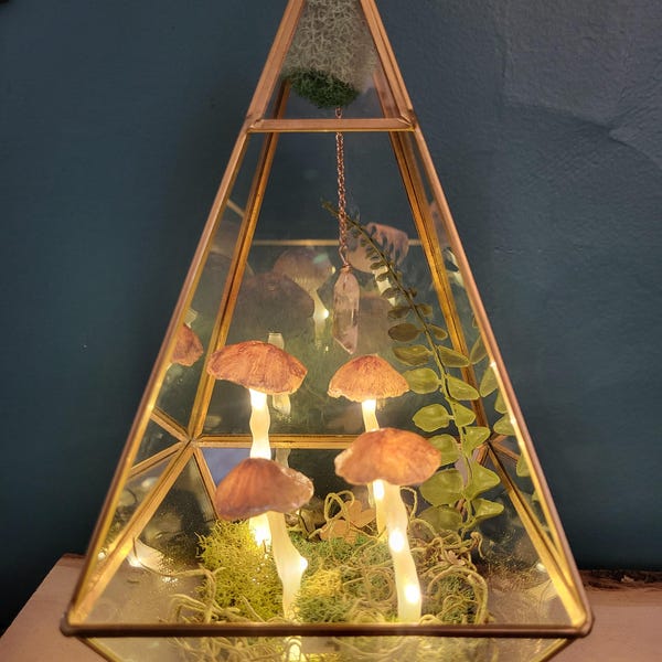 Terrario con luz de hongos