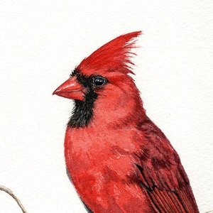 Cardinal Watercolor Art Print Winter Red Bird Painting