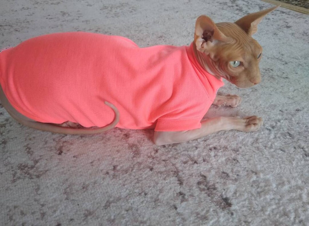 Sphynx Cat Clothes, Bambino Sphynx Clothes, Sphynx Sweater, Sphynx