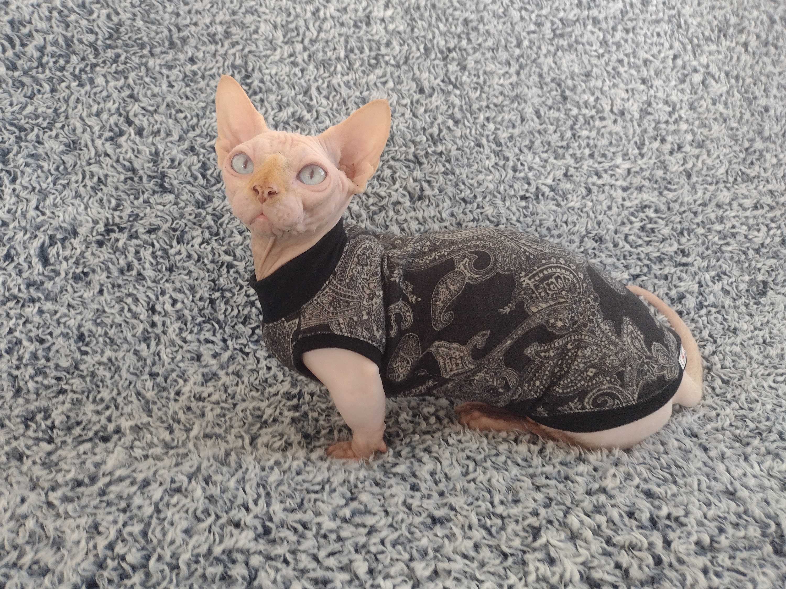 Sphynx Cat Clothes, Bambino Sphynx Clothes, Hairless Cat Clothes