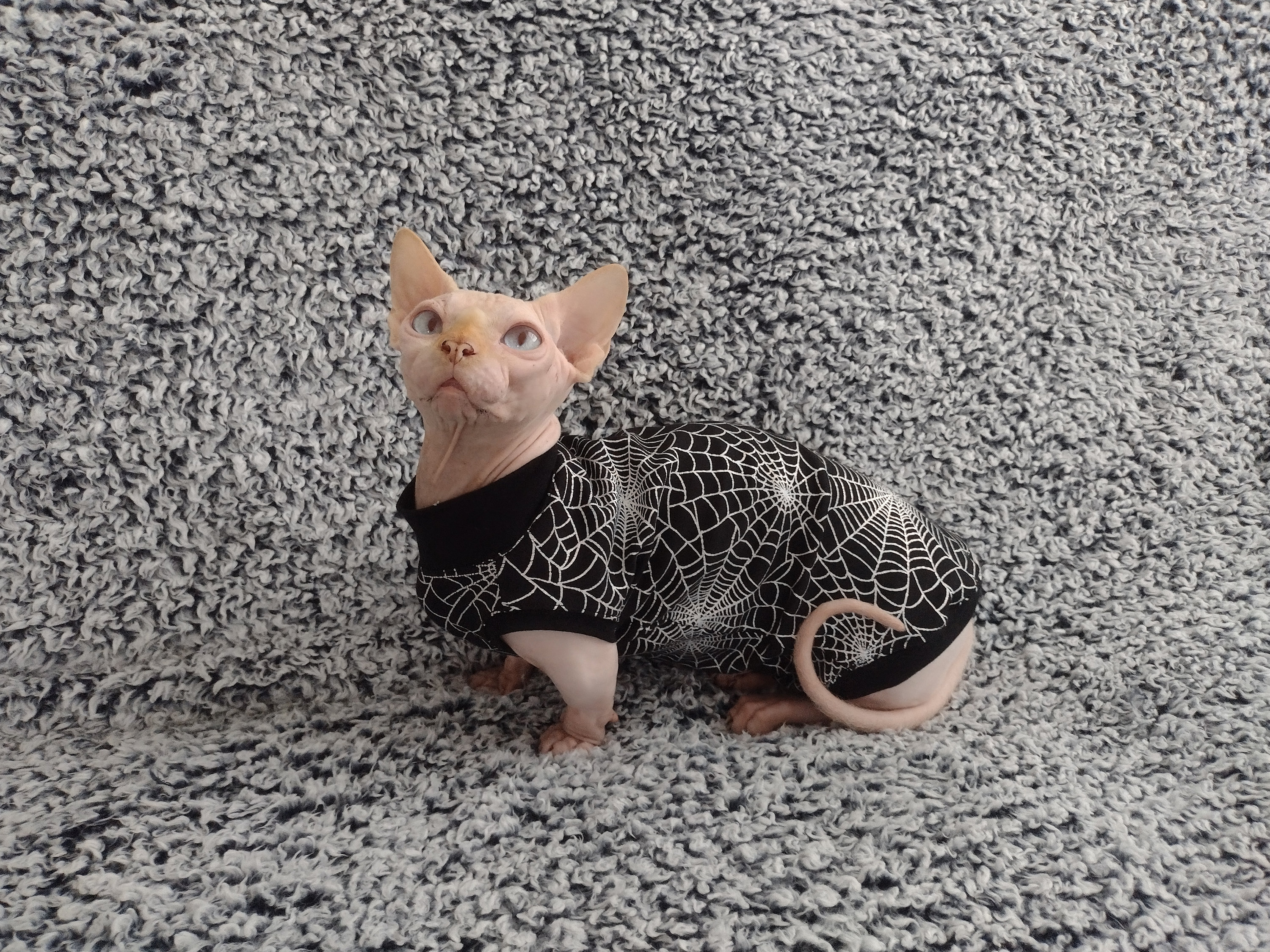 Monkey Cat Sweater for Cats Kittens Hairless Cats Small Dogs Puppies Cat  Clothes for Indoor Cats Cat Clothing Cute Cat Accessories