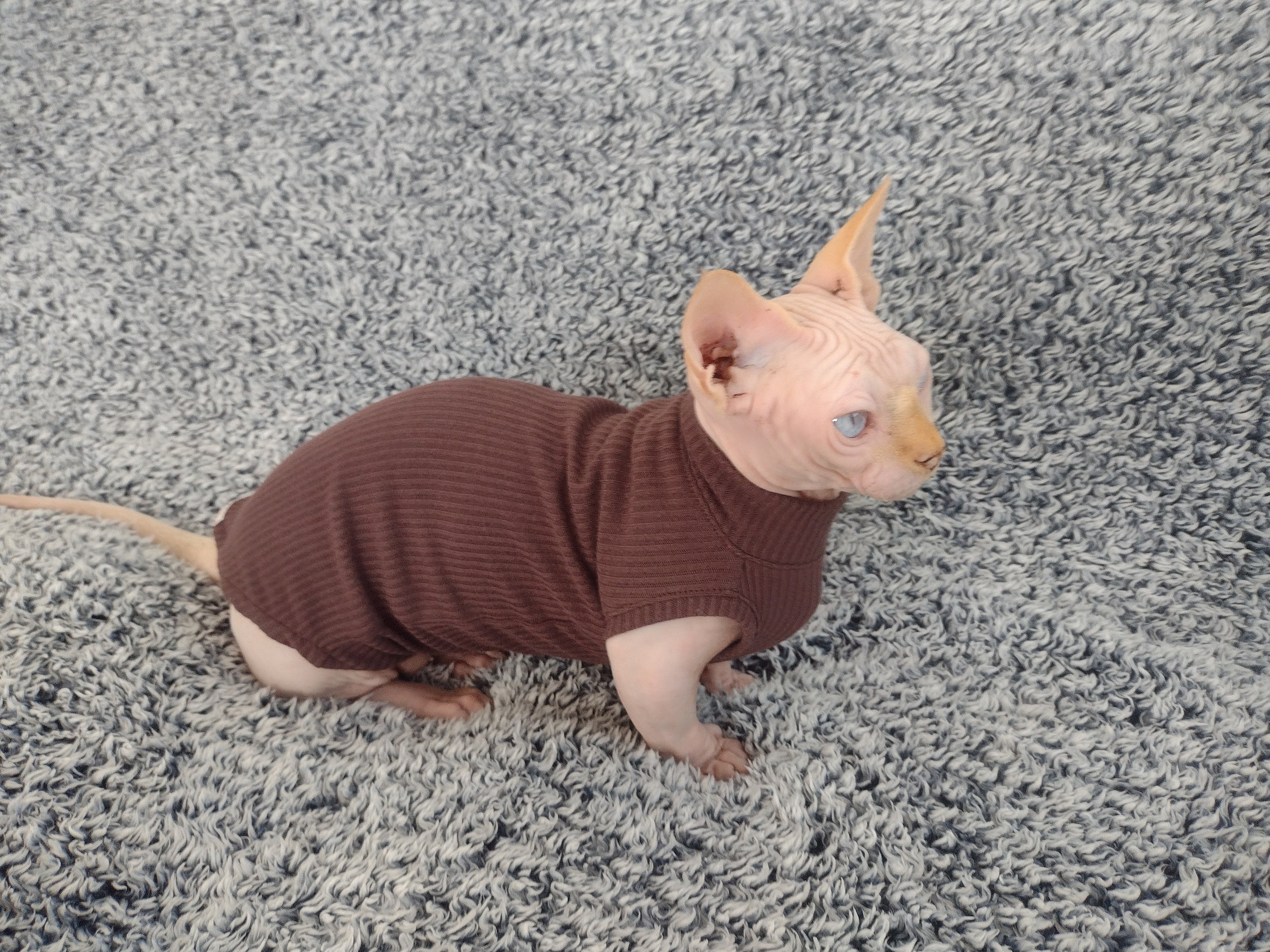 Sphynx Cat Clothes, Bambino Cat Clothes, Cat Clothes, Sphynx