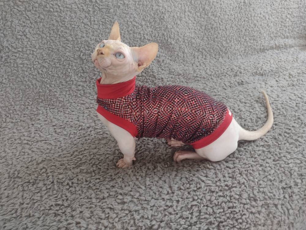 Vetements pour chat sphynx vetements pour chat en bambino chemise pour chat sphynx un trou pour les jambes vetements pour sphynx vetements en bambino vetements pour chat pull sphynx Etsy France