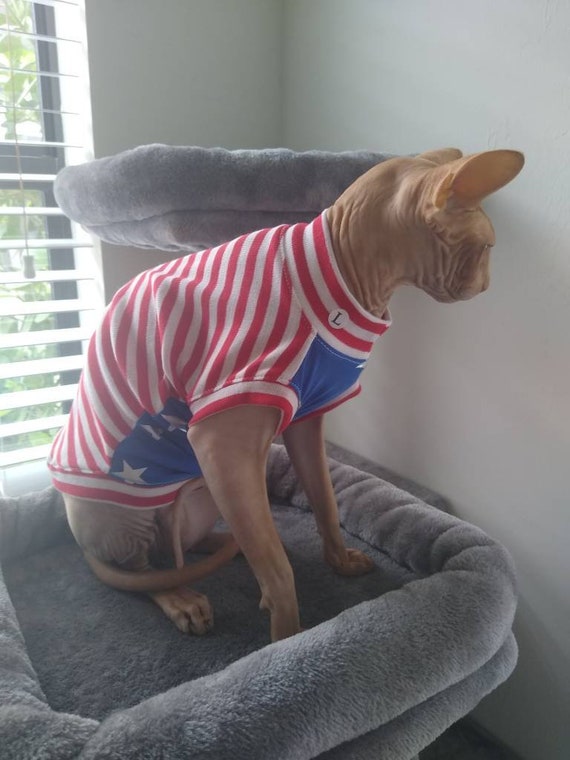 july 4 sphynx cat