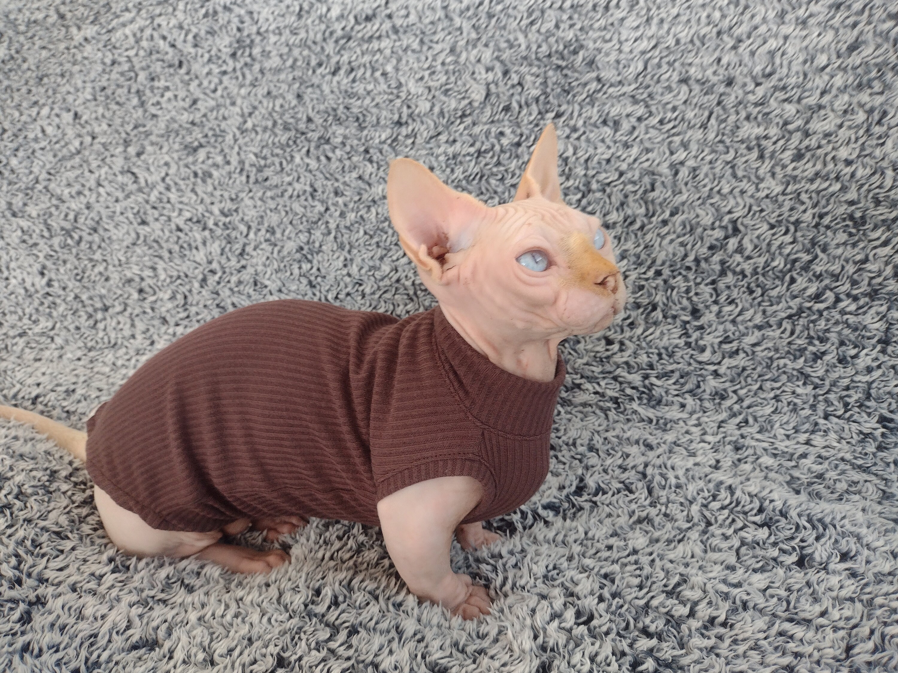 Sphynx Cat Clothes, Bambino Cat Clothes, Cat Clothes, Sphynx