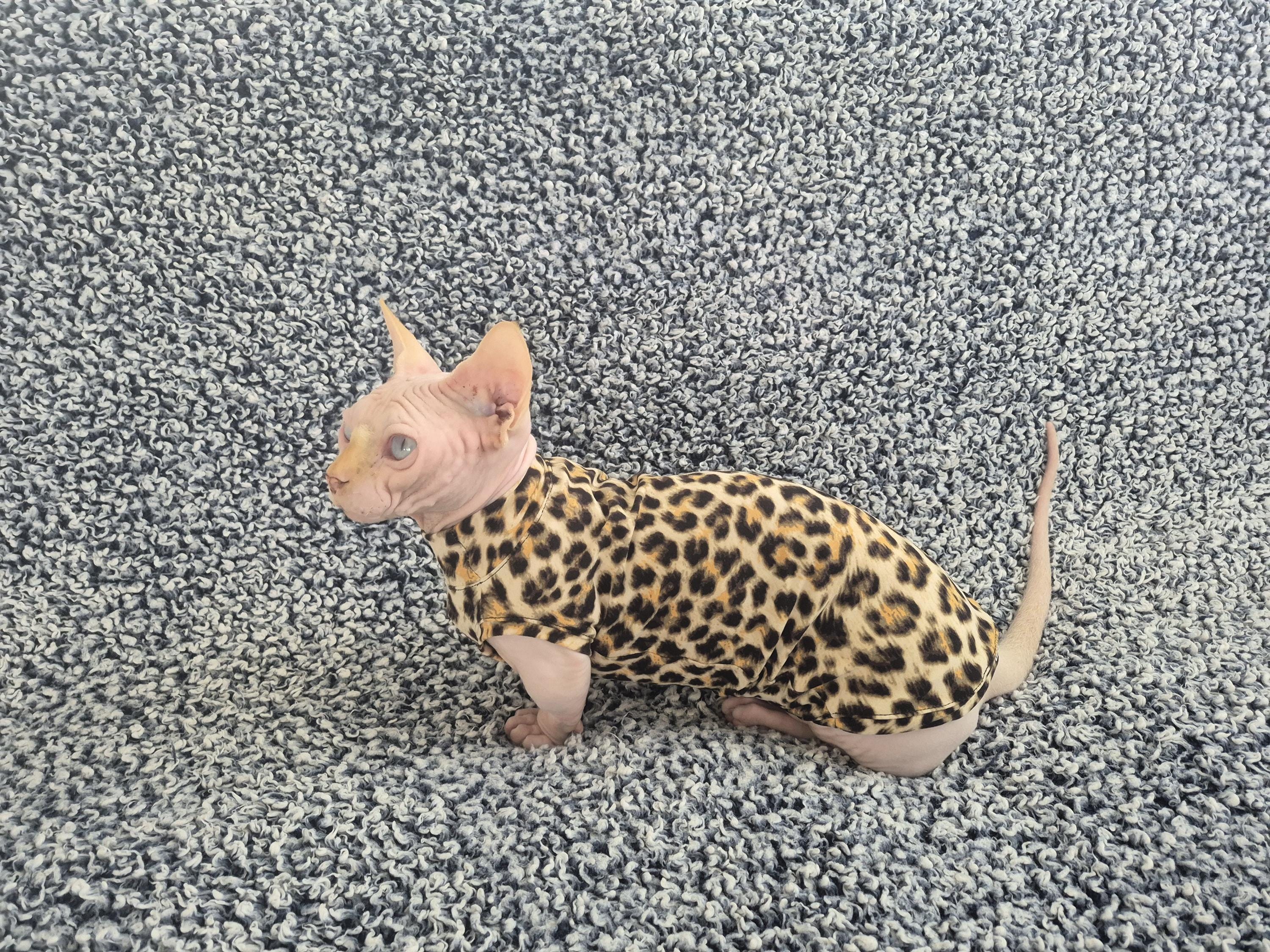Sphynx cat clothes, bambino cat clothes, cat clothes, sphynx cat shirt, sphynx sweatshirt, hairless cat clothes, sphynx sweater, sphynx cat