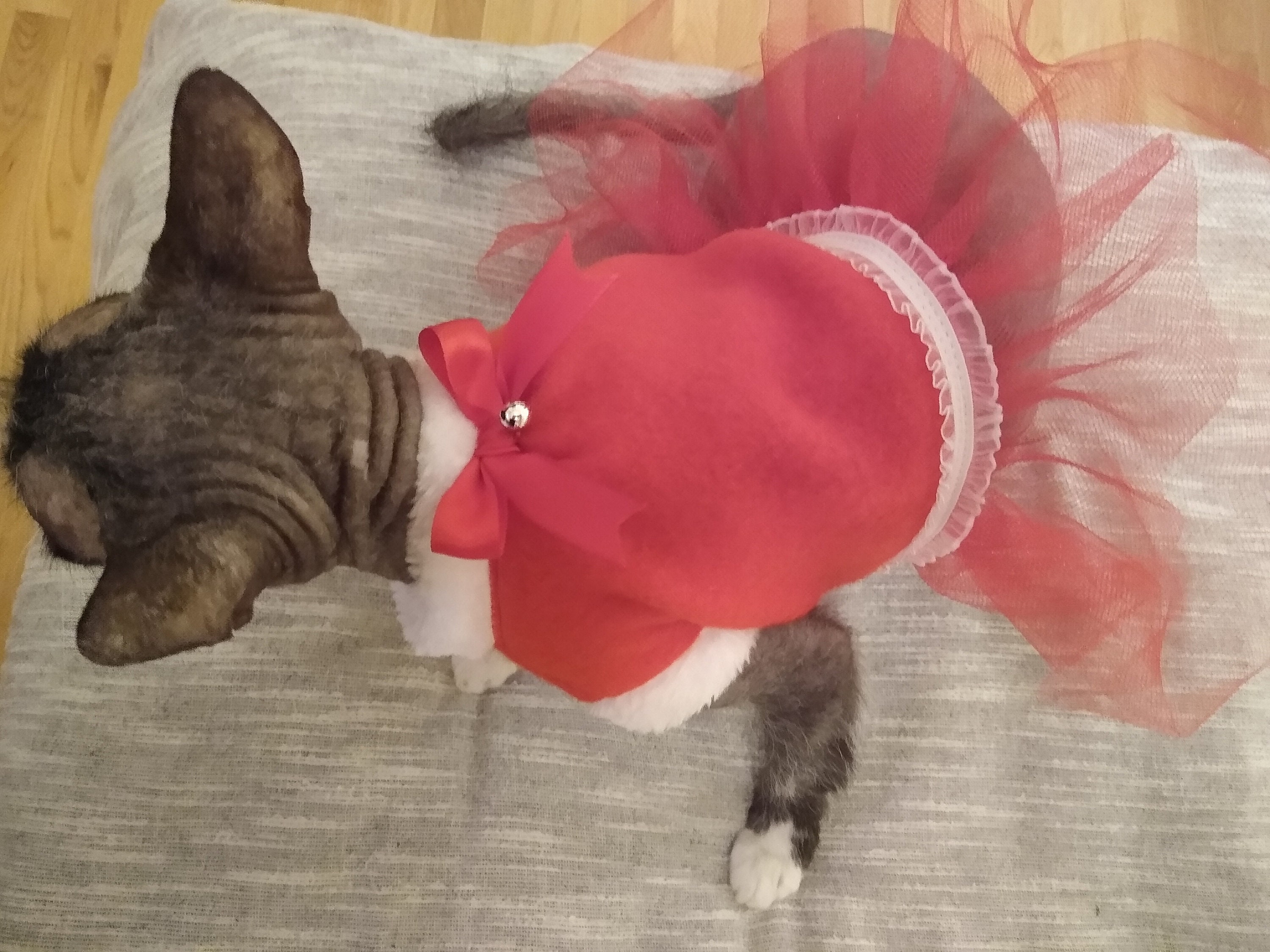 Sphynx Cat Clothes Christmas Dress With Jingle Bell Sphynx Etsy