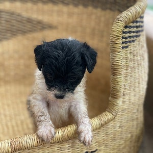 May include: A black and white puppy with wet fur sits in a woven wicker basket with a black and white geometric pattern.