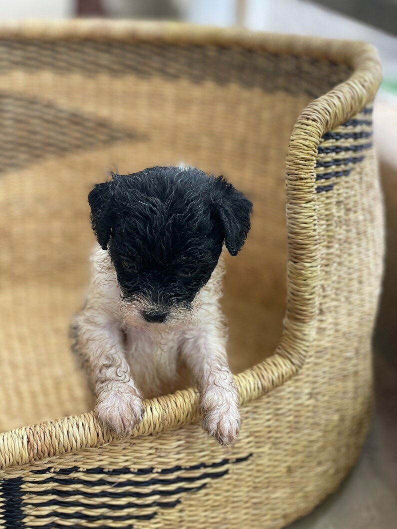 May include: A black and white puppy with wet fur sits in a woven wicker basket with a black and white geometric pattern.