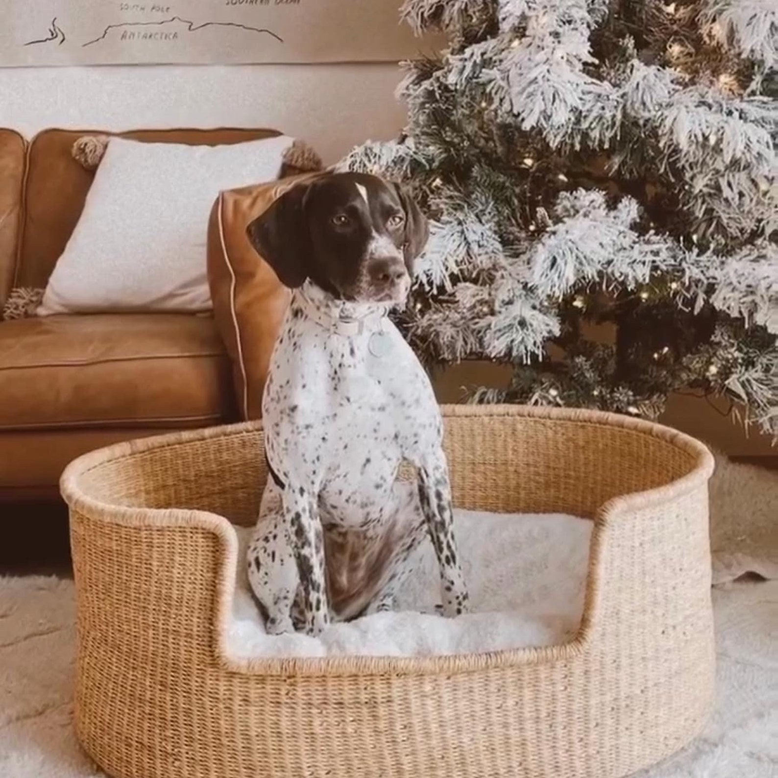 XL Natural Woven Dog Bed Sustainable Dog Bed Fair Trade Etsy