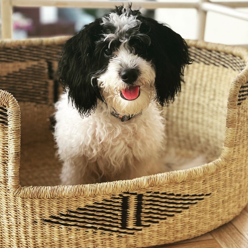 May include: A black and white dog with curly fur sits in a woven wicker dog bed with a black and white geometric pattern.