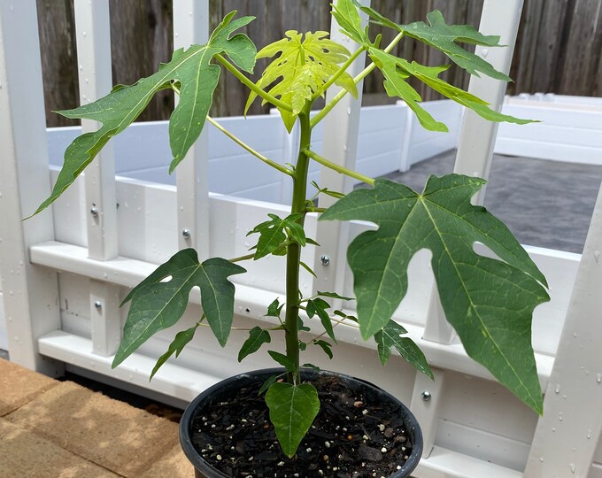 Rare Dwarf Hawaii Solo Waimanolo Papaya Plant Tree 1 Gallon Pot Live