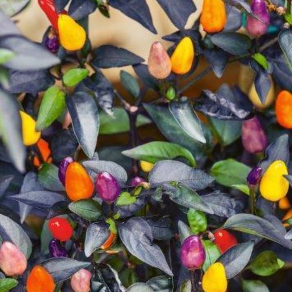 Hot Autumn Time Pepper Seeds - Ornamental and Edible - Capsicum Annuum