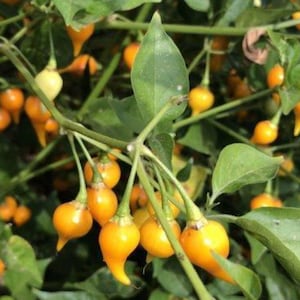 Biquinho Yellow Pepper Seeds - Heirloom, Annual - Capsicum Chinense